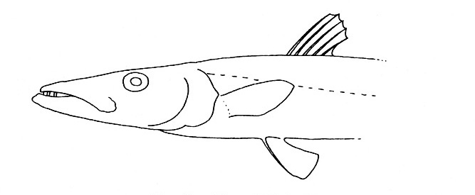 Representative of the family Sphyraenidae (Gosline & Brock, 1960, fig. 81)